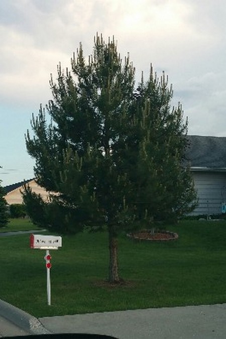 yard care in rockford to rockton and roscoe il